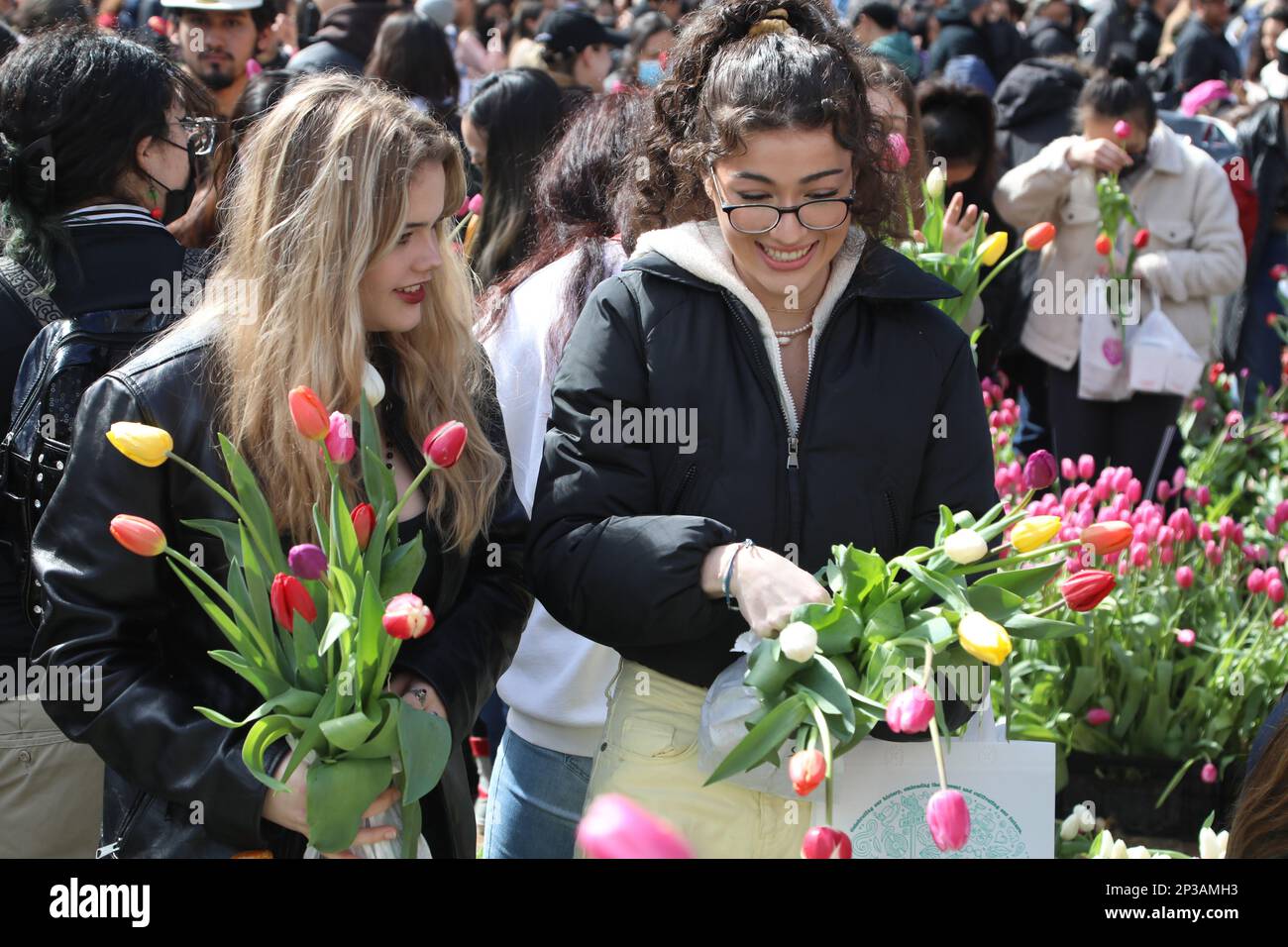 Los Angeles, USA. 4. März 2023. Die Leute pflücken Tulpen bei einer Tulpenshow anlässlich des bevorstehenden Internationalen Frauentags in Los Angeles, USA, am 4. März 2023. Kredit: Liu Yilin/Xinhua/Alamy Live News Stockfoto