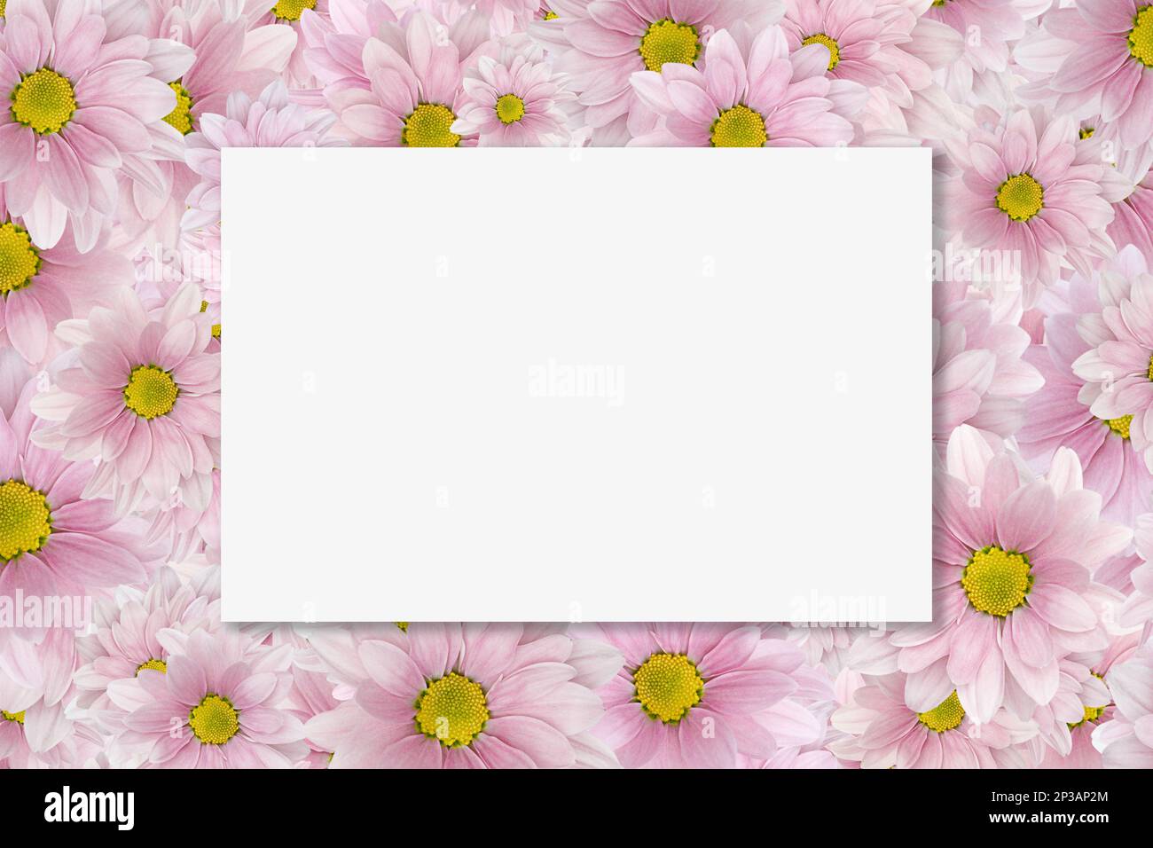 Weiße leere Karte auf rosafarbenem Chrysanthemmotiv-Hintergrund. Modell, Layout für Text. Speicherplatz kopieren. Einladung, Grußkarte. Liebesbrief. Geburtstag, Motte Stockfoto