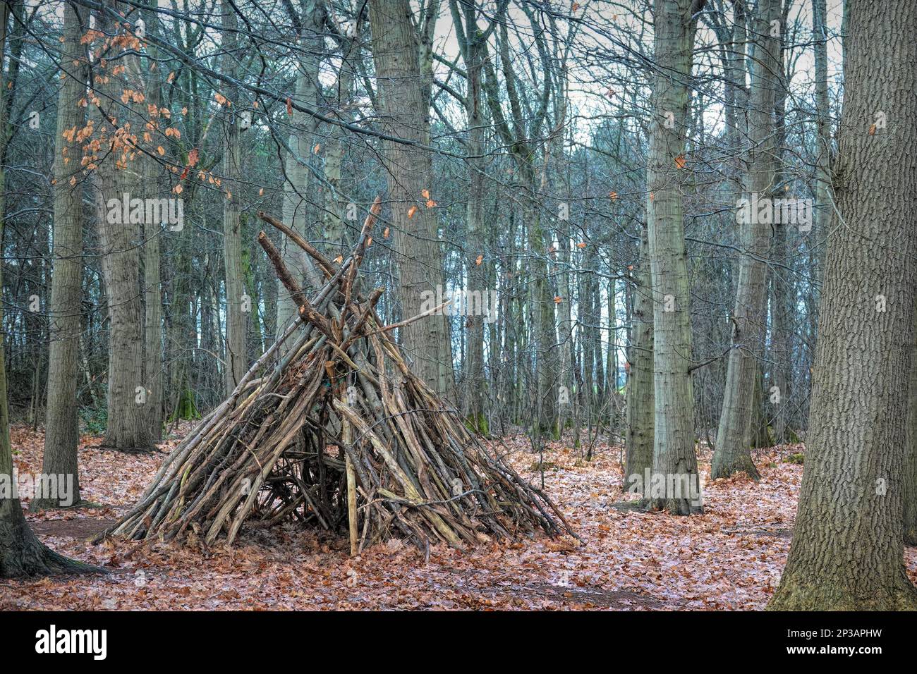 Nahaufnahme eines Tipi-förmigen Kinderlagers, das im Winter mit umgestürzten Ästen im Wald gebaut wurde Stockfoto