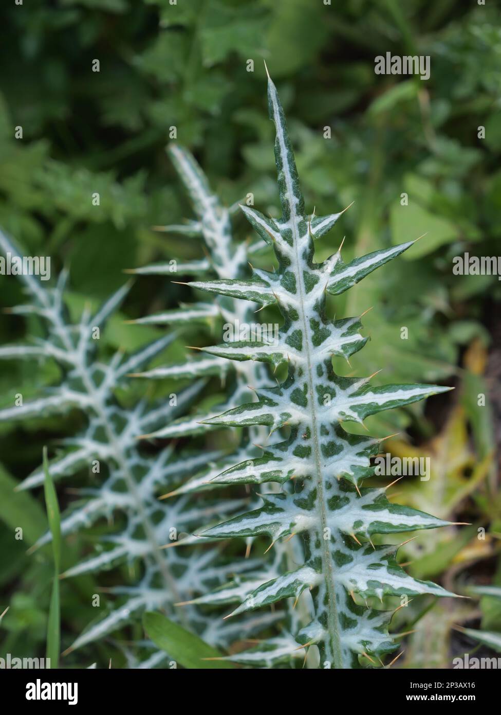 Die stachelige, schöne Pflanze in der Natur Stockfoto