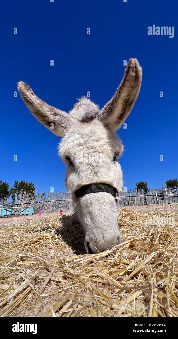 Tier vorbei Fotos und Bildmaterial in hoher Auflösung Alamy