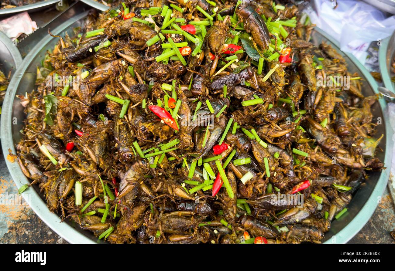 Eine große Schüssel sautierter Heuschrecken ist auf dem Skun Insektenmarkt in Kambodscha erhältlich. Stockfoto