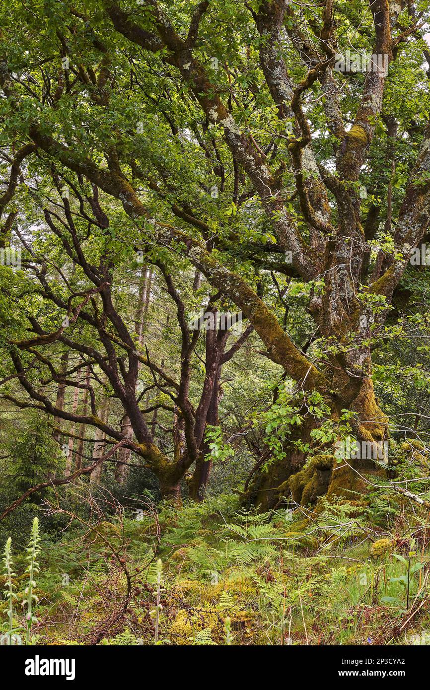 Geschlechtsreife Eichen (Quercus sp.) Zwischen Bracken und Farnen in dichtem Waldlebensraum; Coed Felenhryd; Snowdonia; Wales Stockfoto