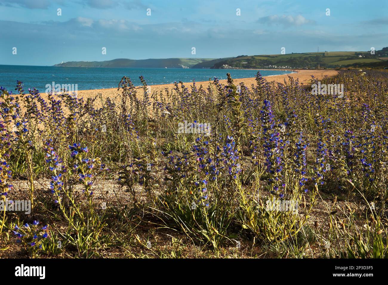 Teppich von Viper's Bugloss auf Slapton Sands; Start Bay; Devon Stockfoto