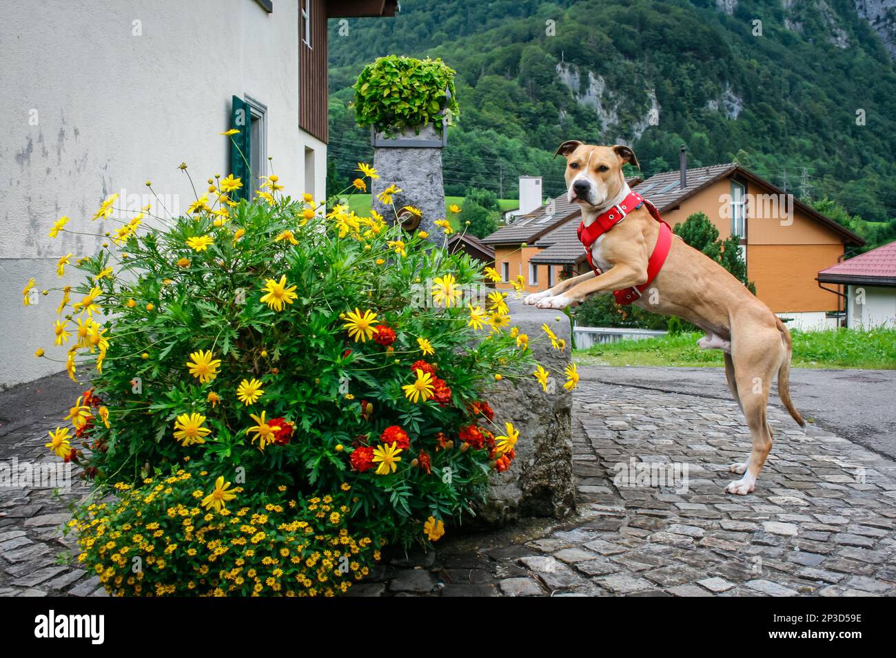 American Pit Bull Terrier Wandern in den Schweizer Alpen Stockfoto