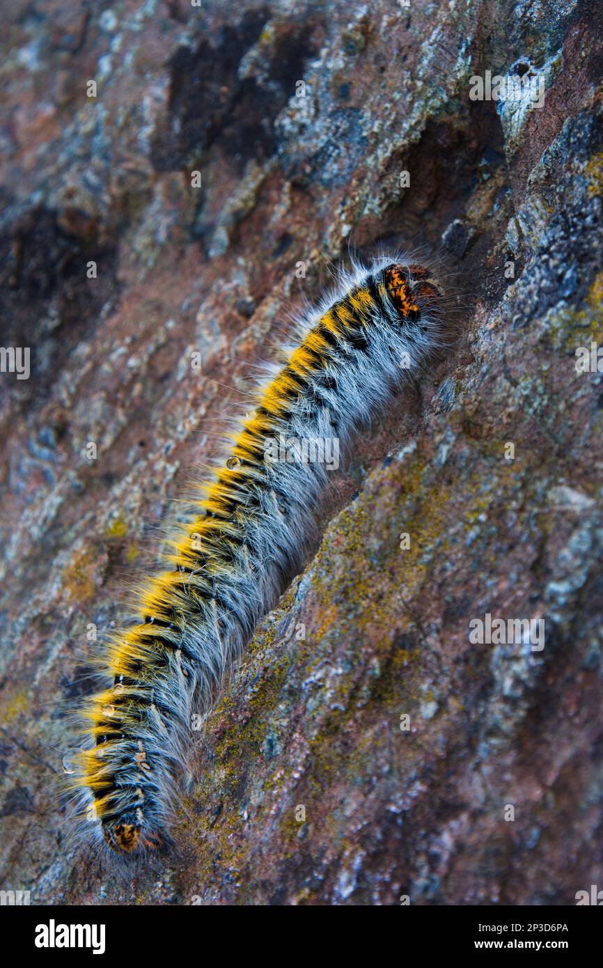 Raupe/Larven der Graseiermotte ((Lasiocampa trifolii); vor Steinhintergrund; Cornwall Stockfoto