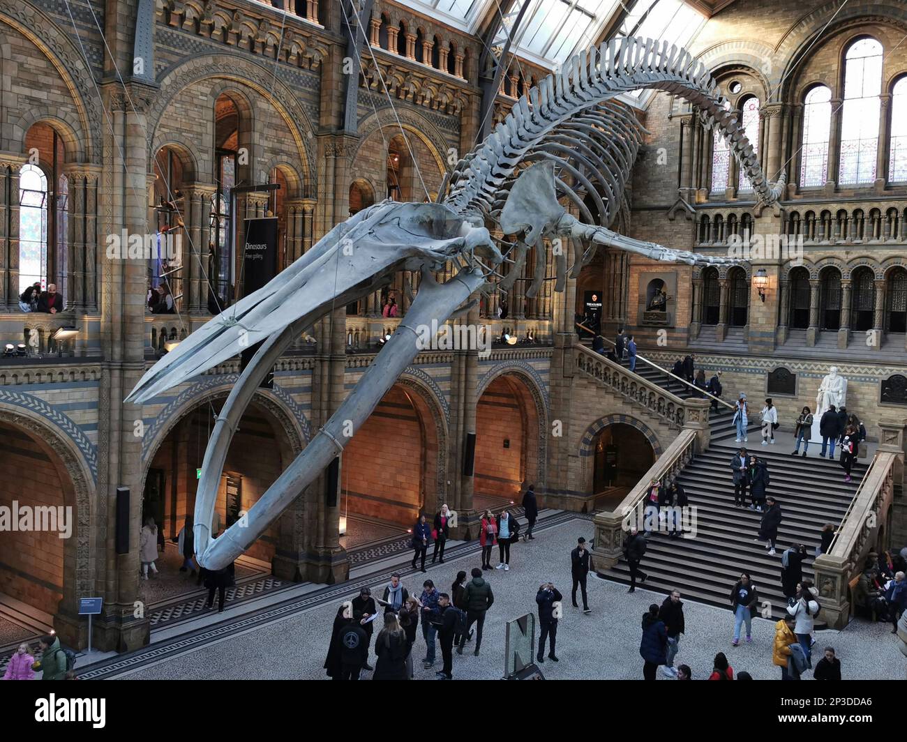 Blauwal-Skelett im Natural History Museum, London, England, Großbritannien Stockfoto