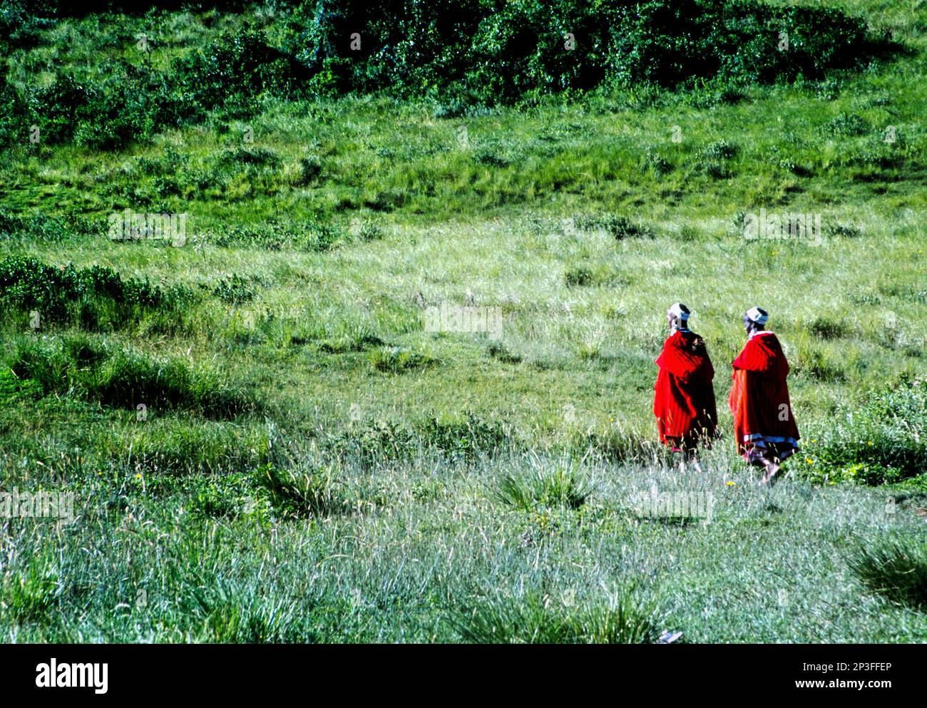 Masai-Frauen gehen im Ngorogoro Conservation Area von Tansania über das Feld. Stockfoto