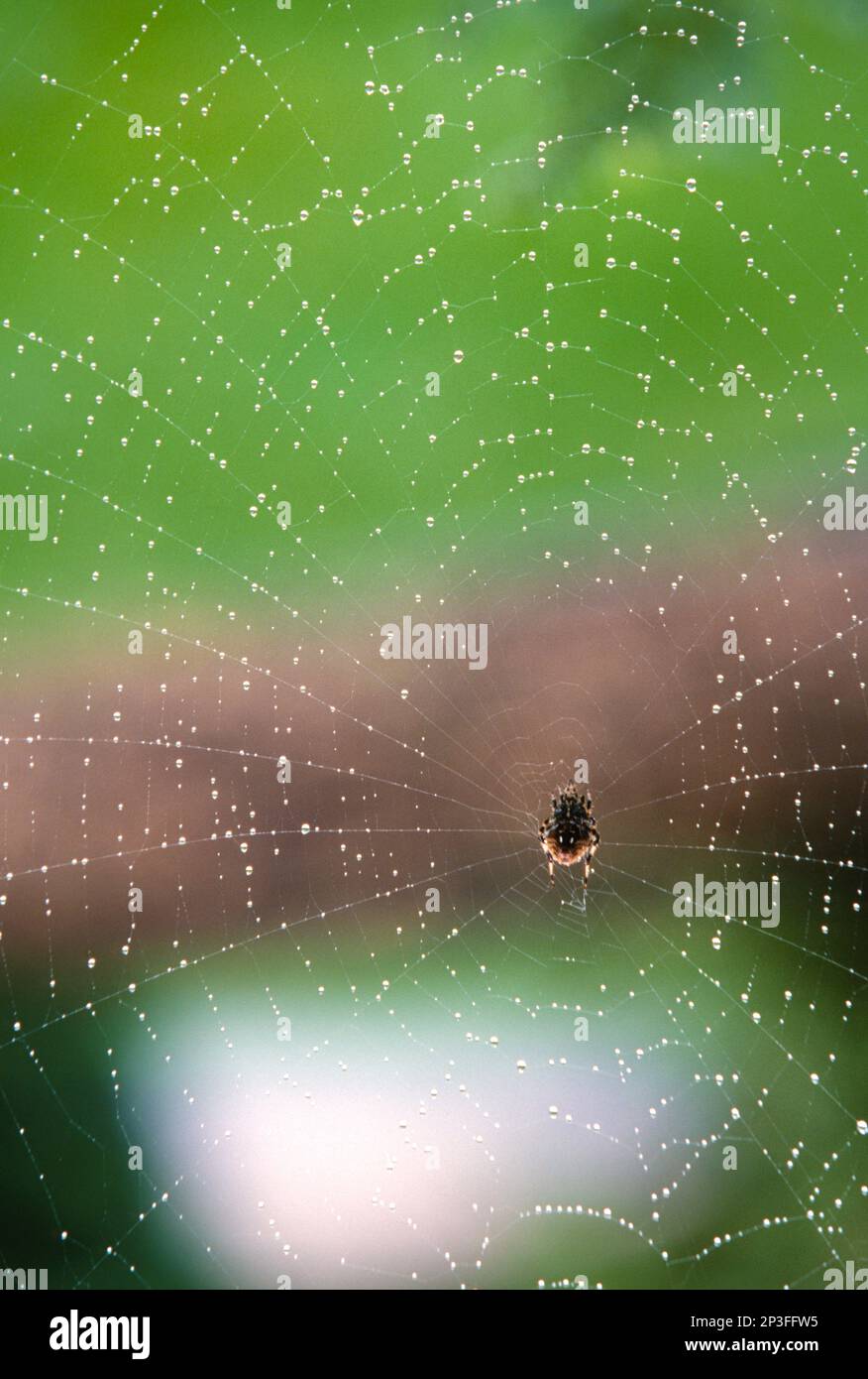 Spider sitzt mitten in seinem perfekt gesponnenen dewey-Netz. Stockfoto
