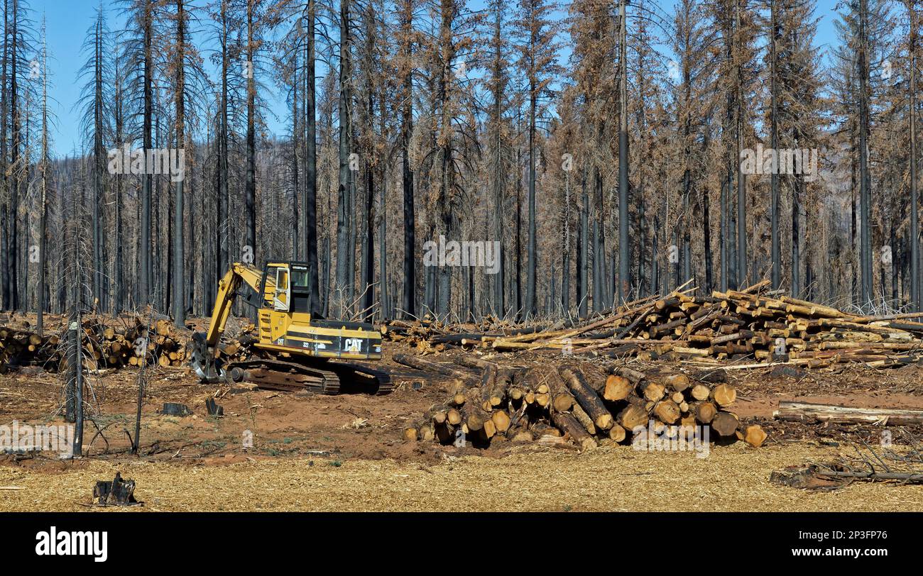CAT 322 Tracklayer Forest Machine, Fersenausleger, Sortieren verbrannter Stämme, Waldbrandbeseitigung, Auswirkungen auf den jungen Douglas Fir, Ponderosa & Sugar Pine Forest. Stockfoto