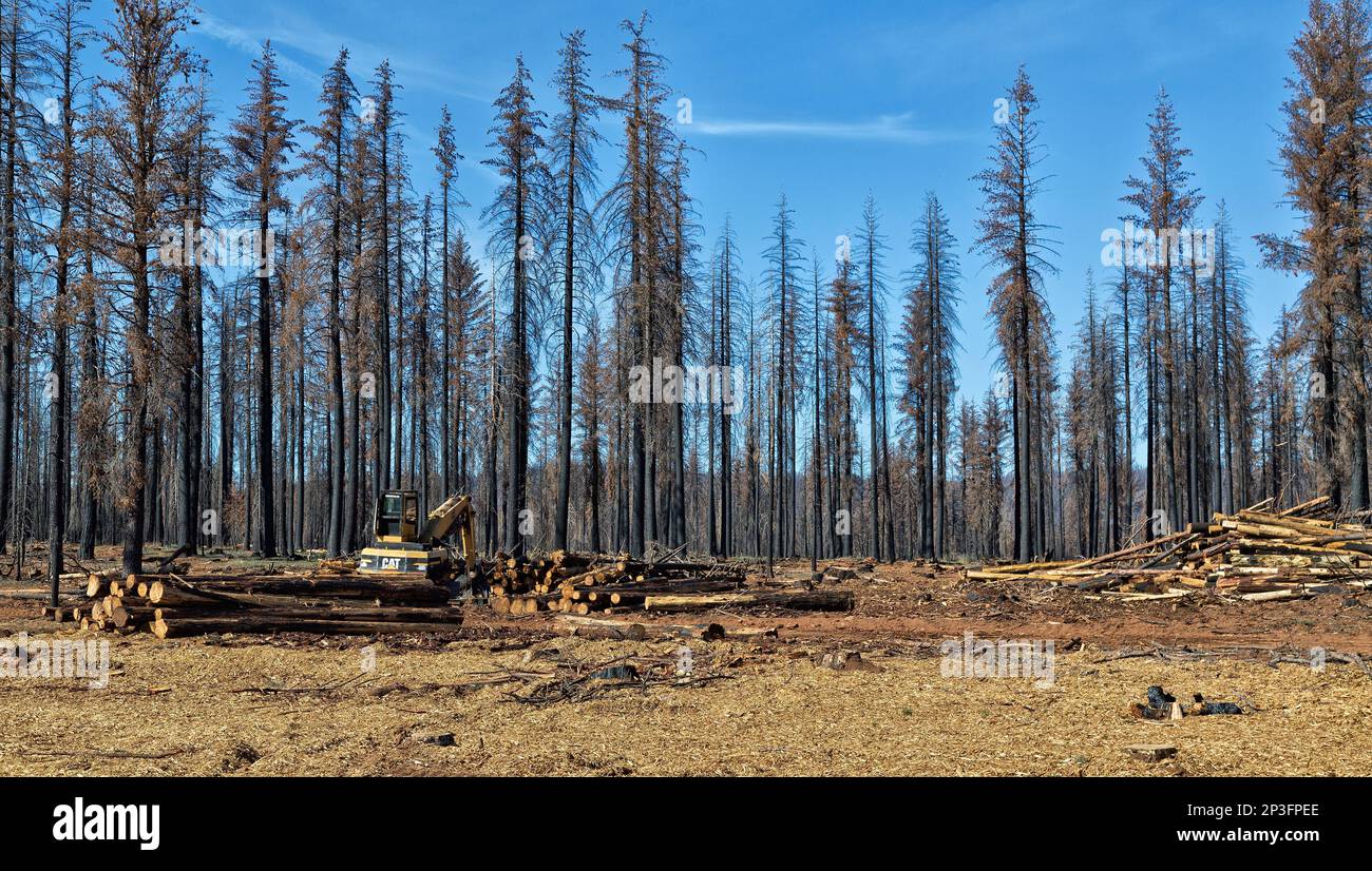 CAT 322 Tracklayer Forest Machine, Fersenausleger, Sortieren verbrannter Stämme, Waldbrandbeseitigung, Auswirkungen auf den jungen Douglas Fir, Ponderosa & Sugar Pine Forest. Stockfoto