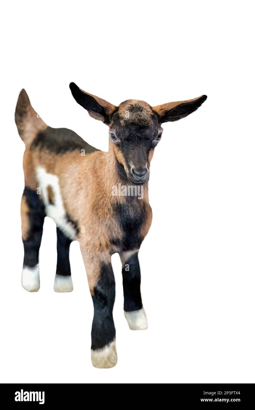 Braune süße Ziege isolierter weißer Hintergrund geringe Schärfentiefe Stockfoto