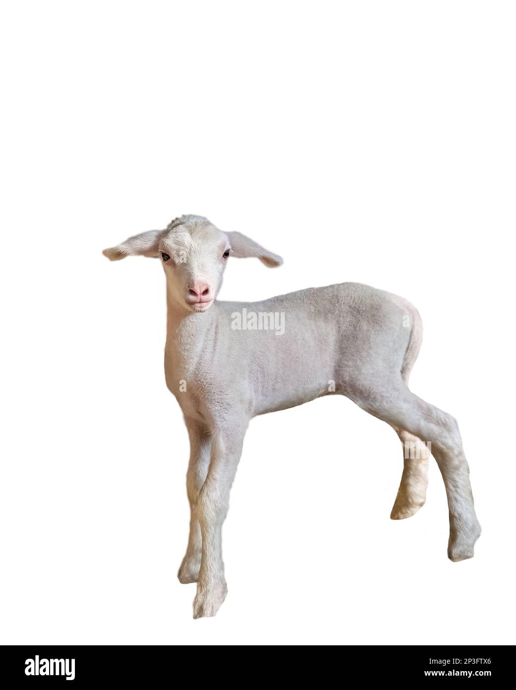 Weißes süßes Baby-Lamm isolierter weißer Hintergrund geringe Schärfentiefe Stockfoto