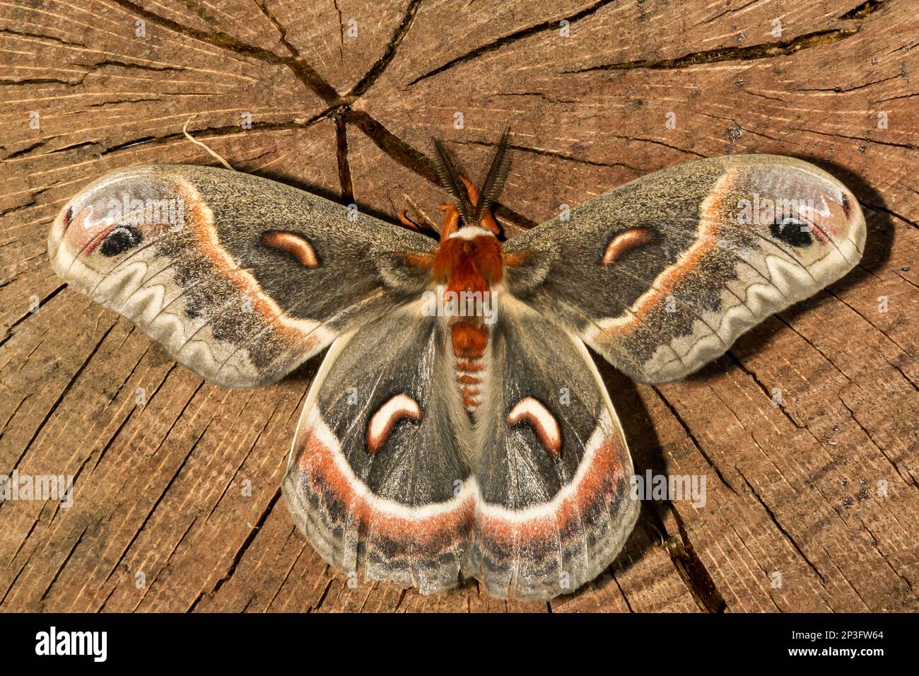 Männliche Cecropia Moth - Hyalophora cecropia Stockfoto