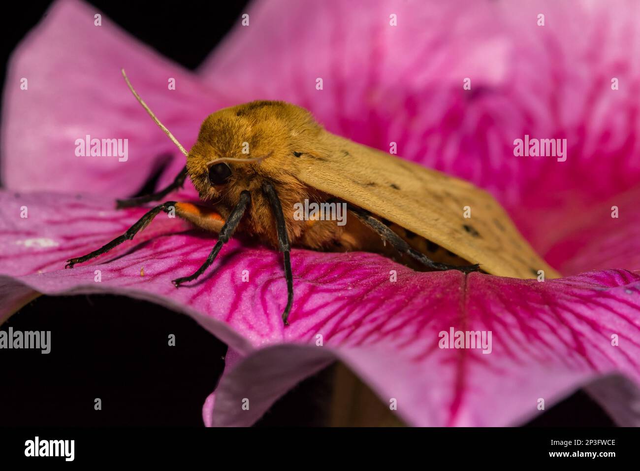 Isabella Tiger Moth - Pyrrharctia isabella Stockfoto