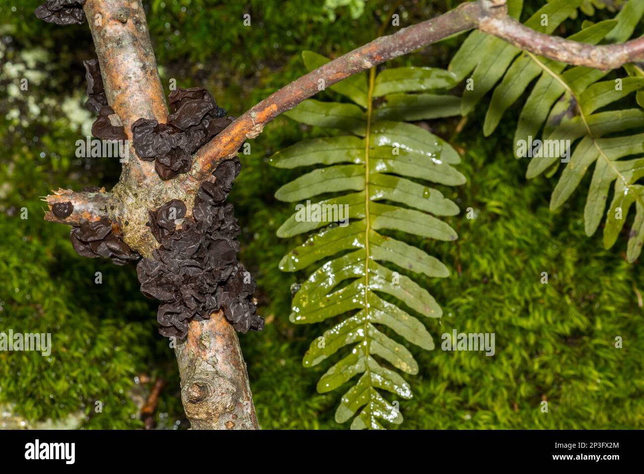 Gelee-Gelee-Pilz - Exidia recisa Stockfoto