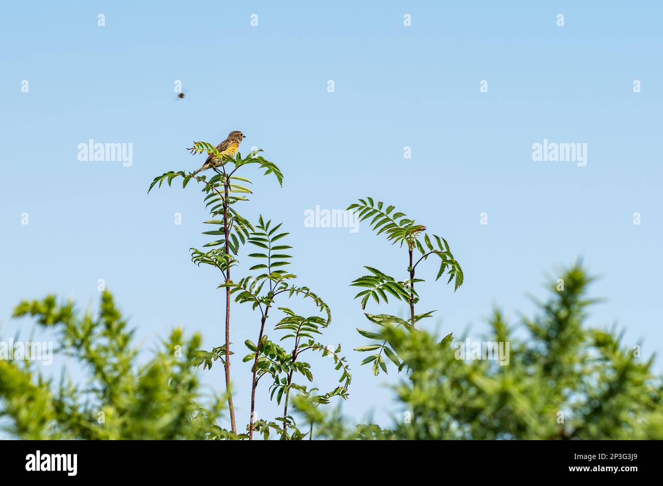 Song Soor (Turdus philomenus) hoch oben auf dem Farn mit fliegendem Insekt in Summer Sunshine, England, Großbritannien Stockfoto