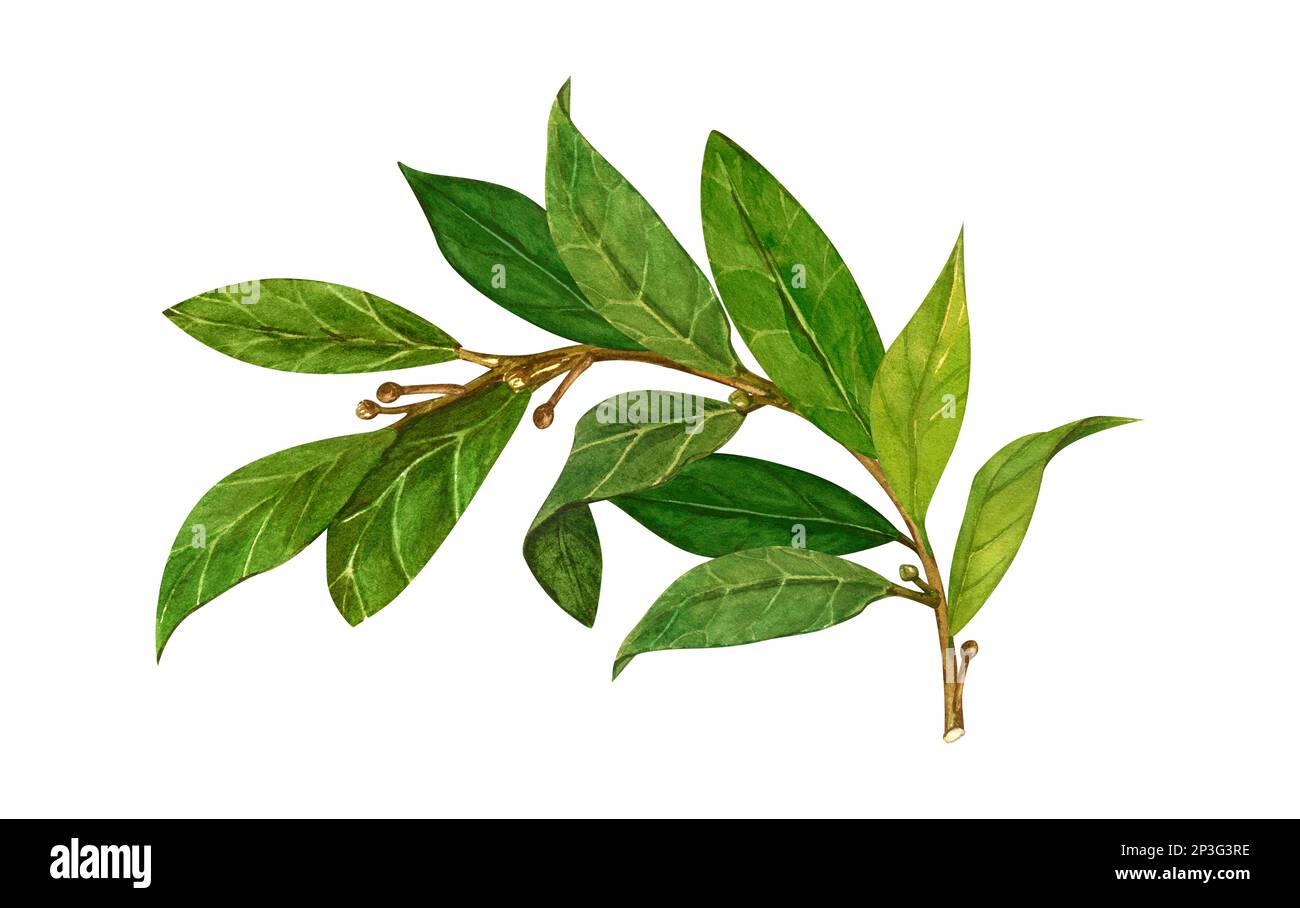 Aquarell-Lorbeerblatt. Abbildung zeigt den von Hand zu ziehenden Bereich. Kräuterobjekt isoliert auf weißem Hintergrund. Laurel-Zweig aus Lorbeerbaumkräutern Stockfoto