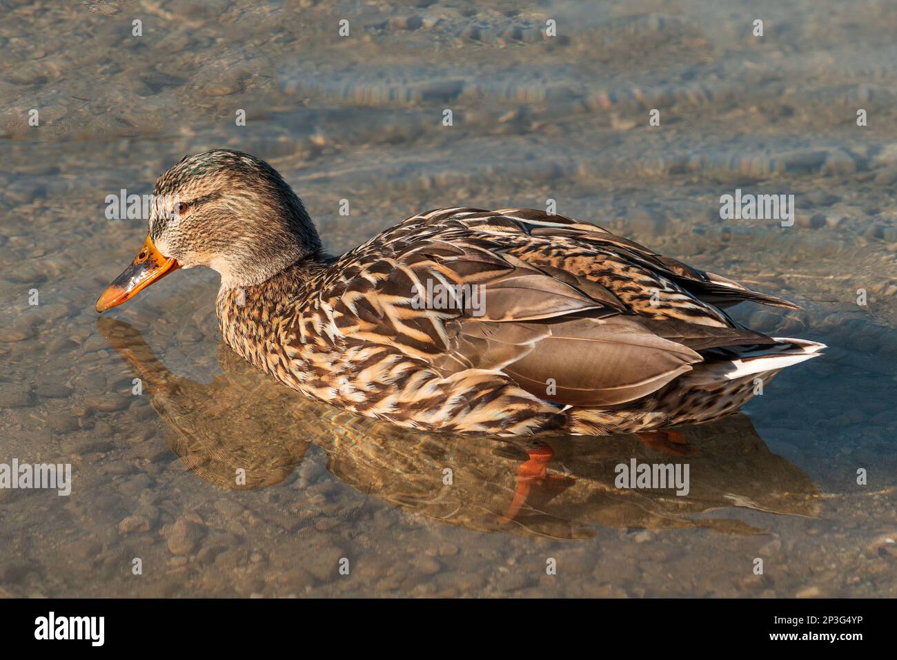 Weibliche Mallardenente, die auf der Wasseroberfläche des Bleder Sees in Slowenien schwimmt, selektiver Fokus Stockfoto