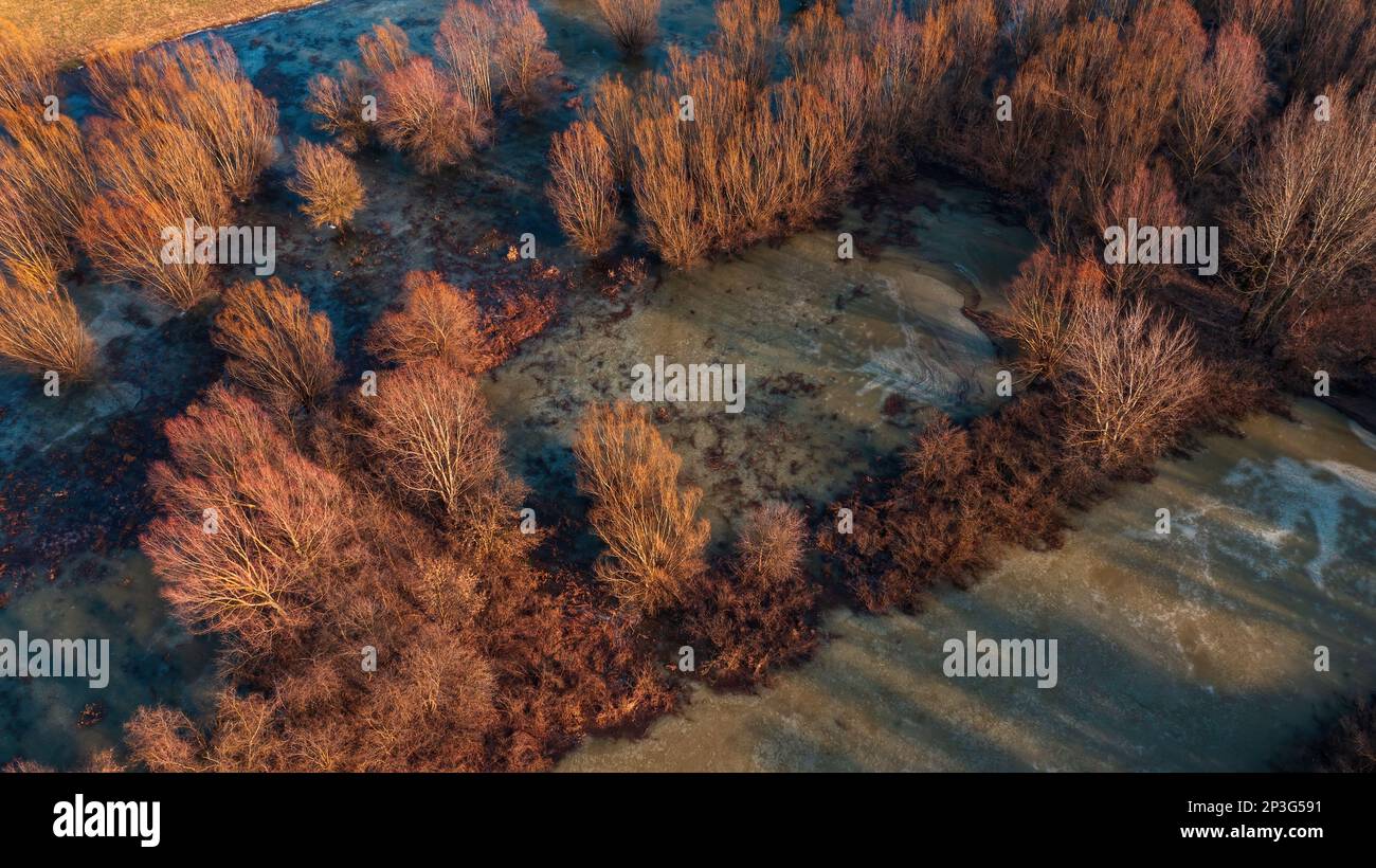 Luftaufnahme des überfluteten Waldes im Winter mit gefrorener Wasseroberfläche von der Drohne pov Stockfoto