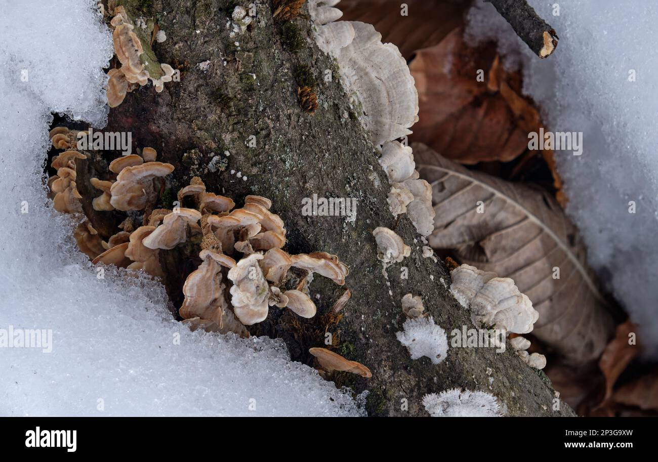 Baumgemeine Polyporenpilze aus nächster Nähe auf einem toten Baumstamm im Winter Stockfoto