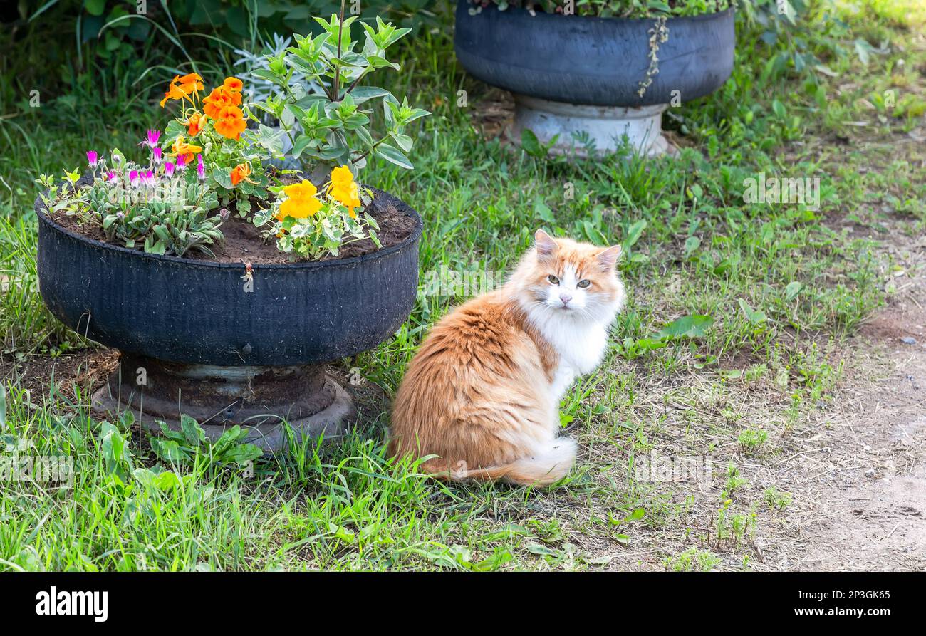 Die rote Katze sitzt im Sommer auf grünem Gras neben einem Blumenbeet Stockfoto