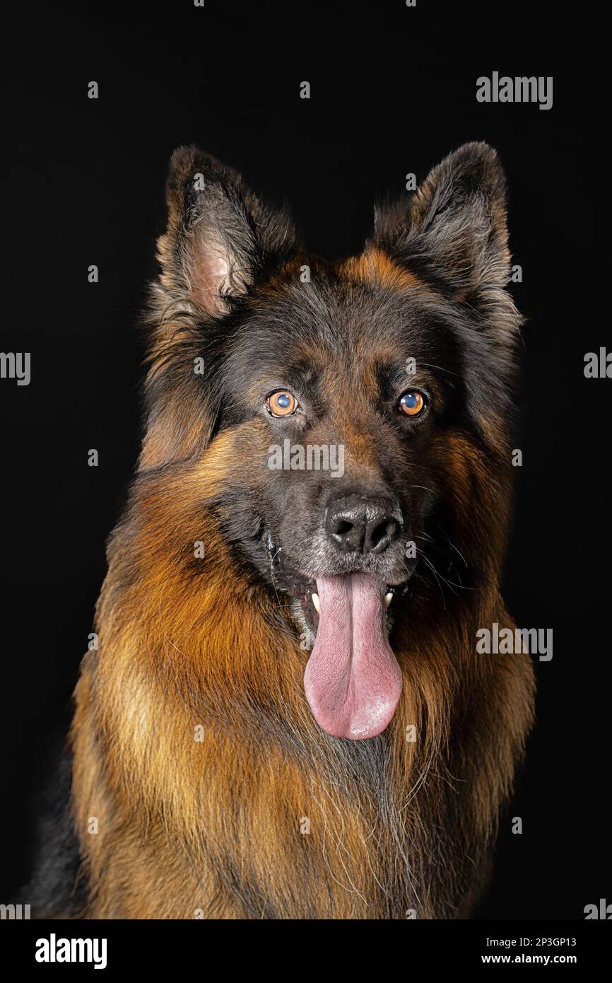 Deutscher Schäferhund mit schwarzem Hintergrund Stockfoto