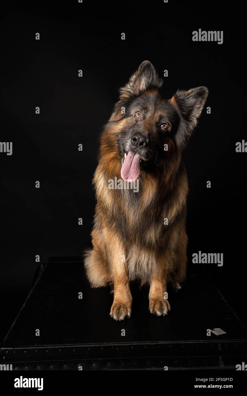 Deutscher Schäferhund mit schwarzem Hintergrund Stockfoto