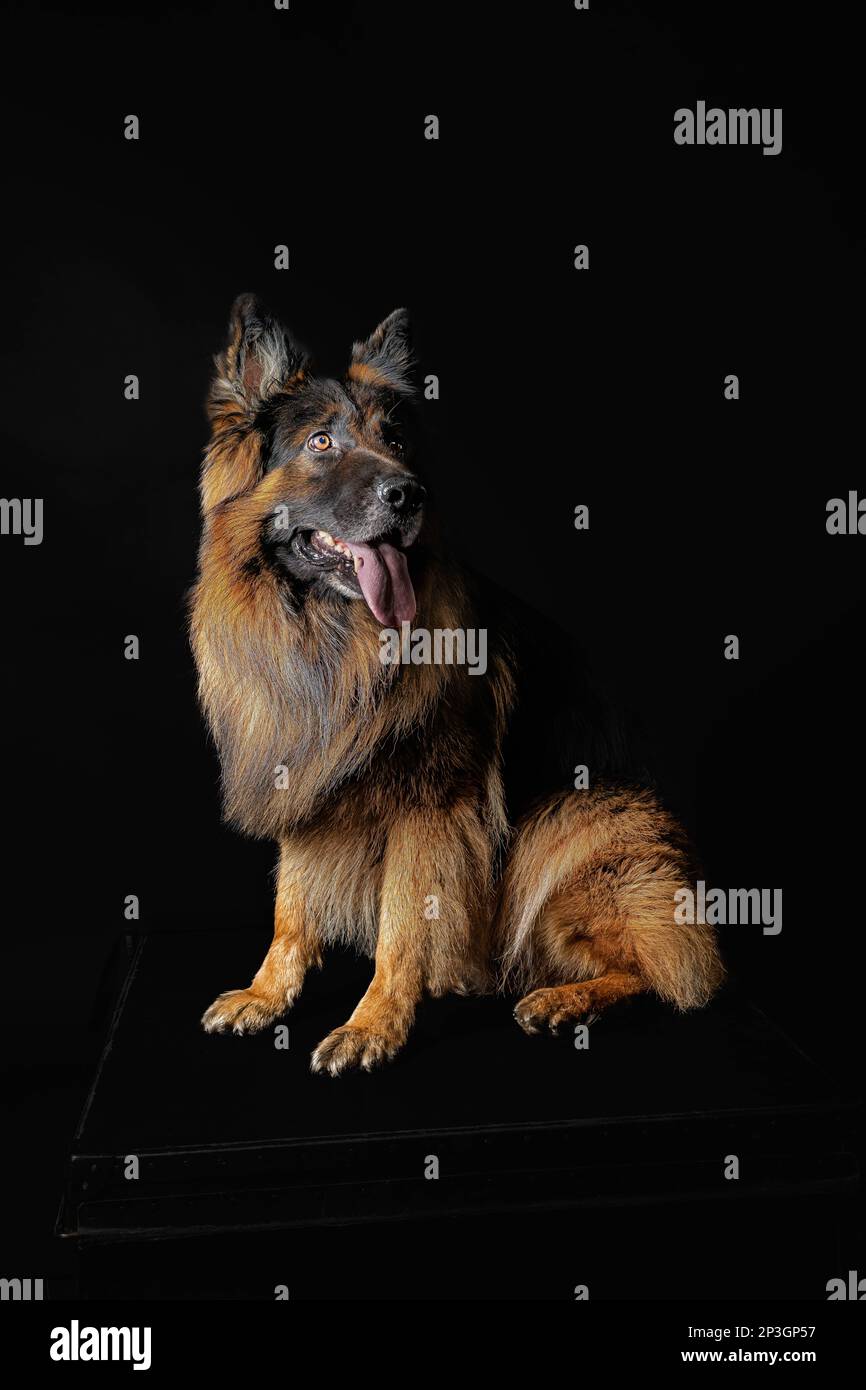 Deutscher Schäferhund mit schwarzem Hintergrund Stockfoto