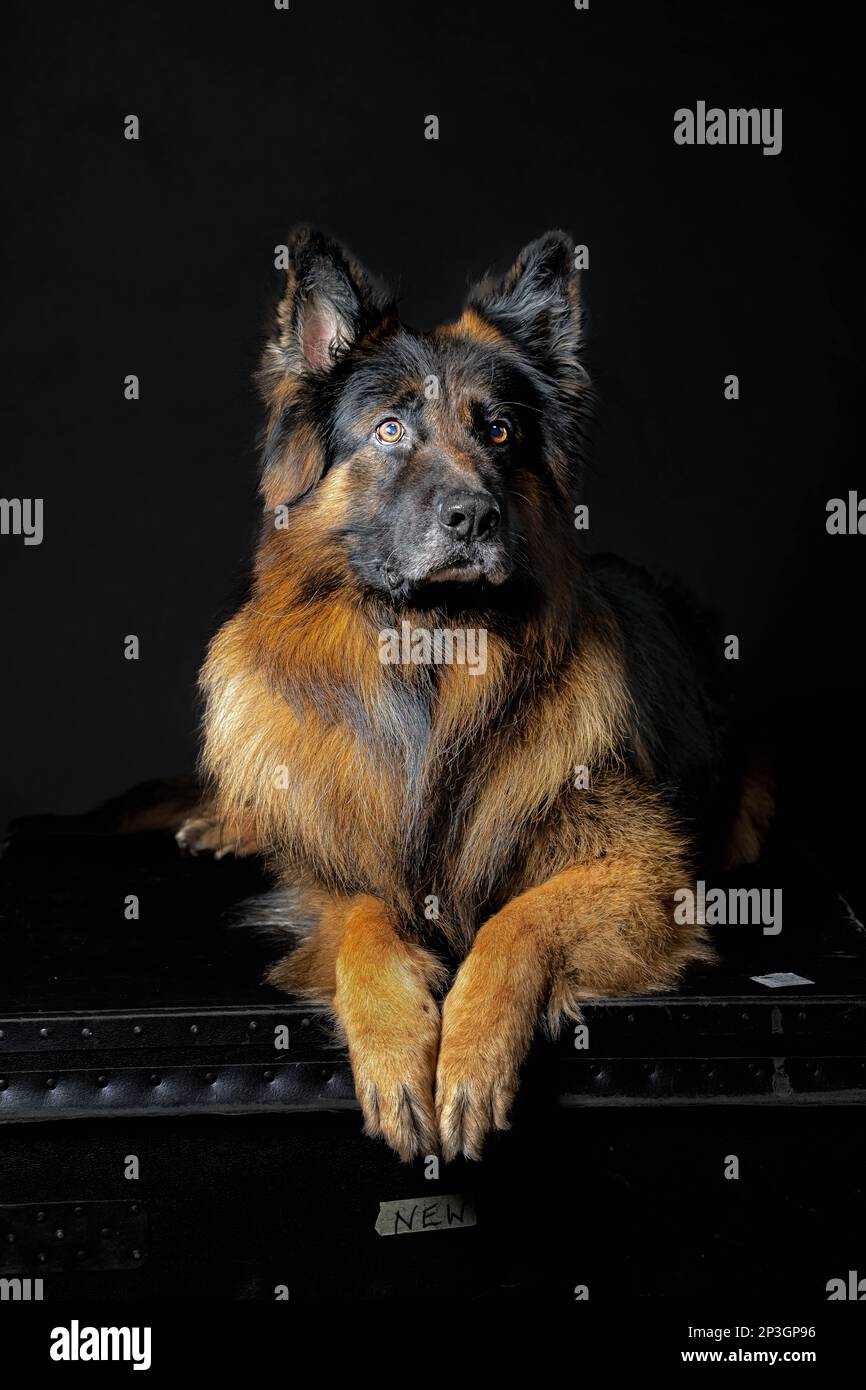 Deutscher Schäferhund mit schwarzem Hintergrund Stockfoto