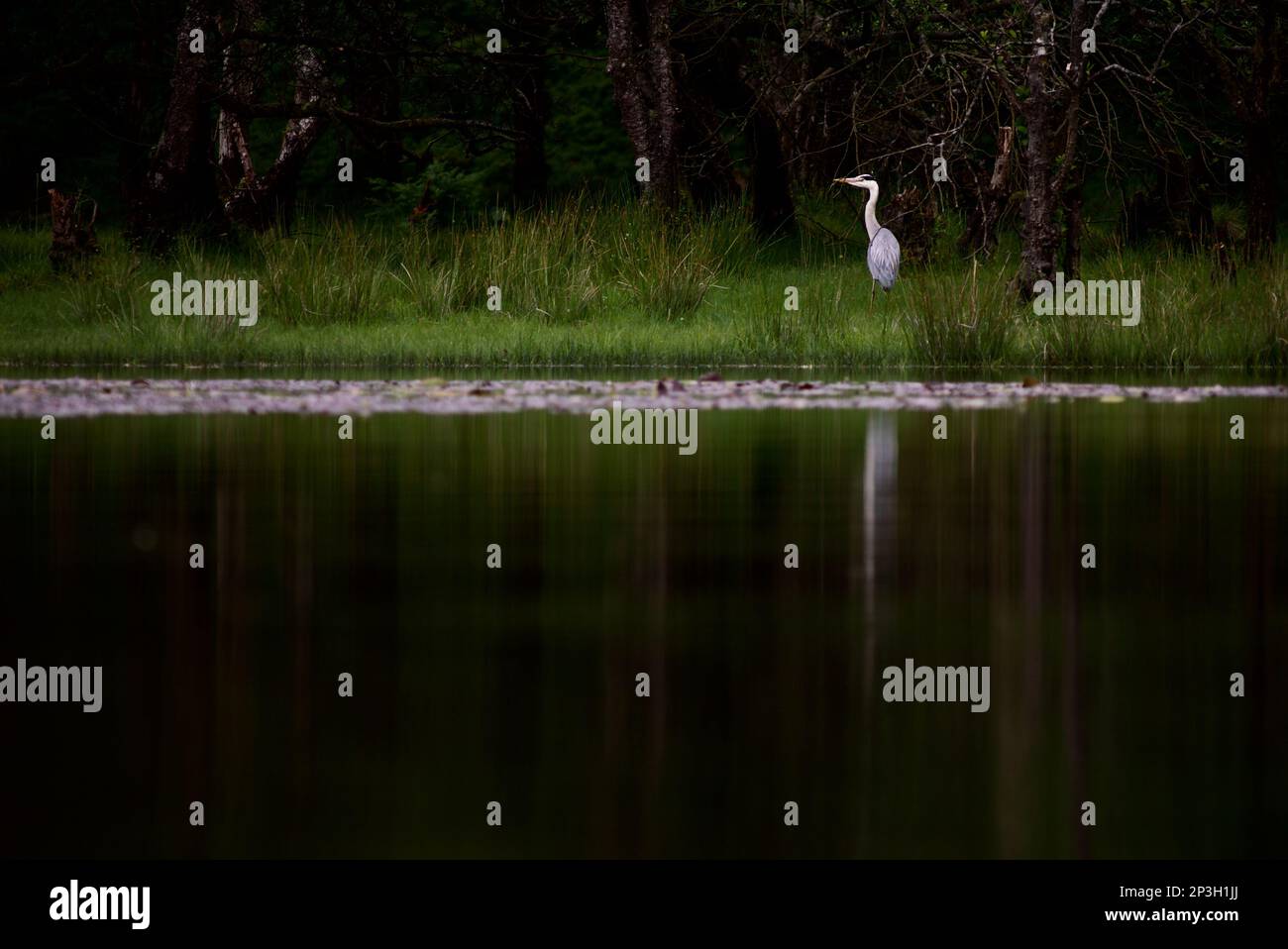 Graureiher saß im Gras neben dem Wasser (Reiher stand im Gras) (Grauer Reiher UK) Stockfoto