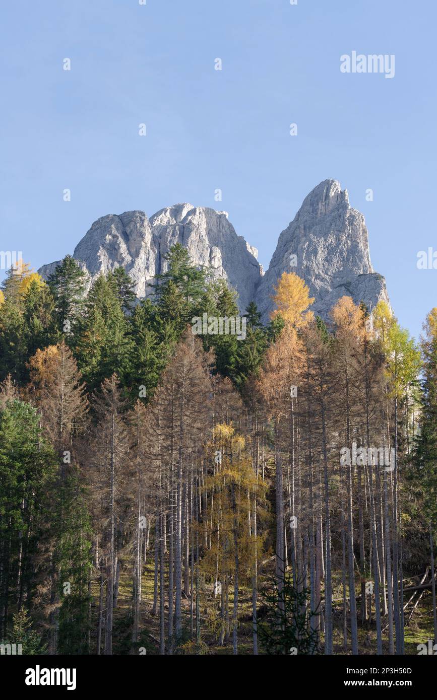 Felsiger Gipfel der große Herrstein - (Sasso del Signore, 2447 m) und Lärchenwald der Dolomiten, Südtirol, Trentino-Südtirol, Italien Stockfoto