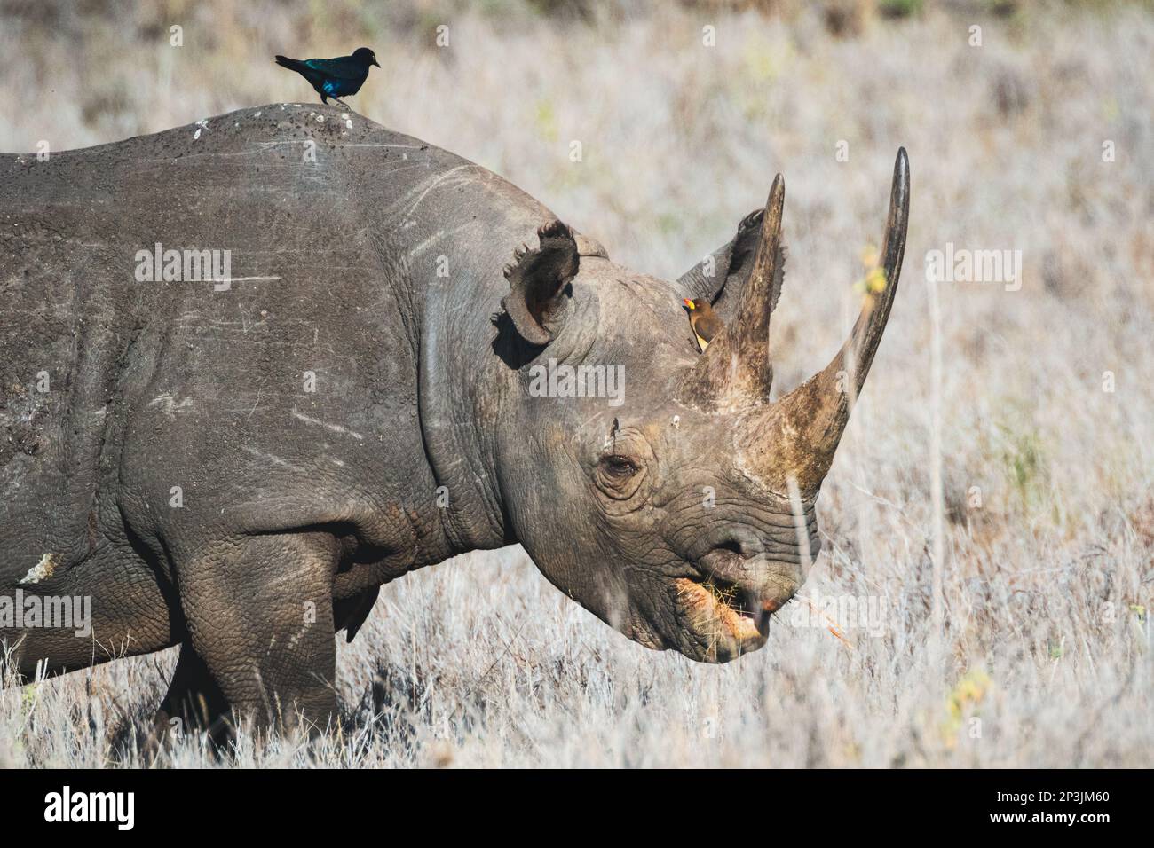 Schwarzes Nashorn - Lewa Wildlife Conservancy, Nordkenia Stockfoto