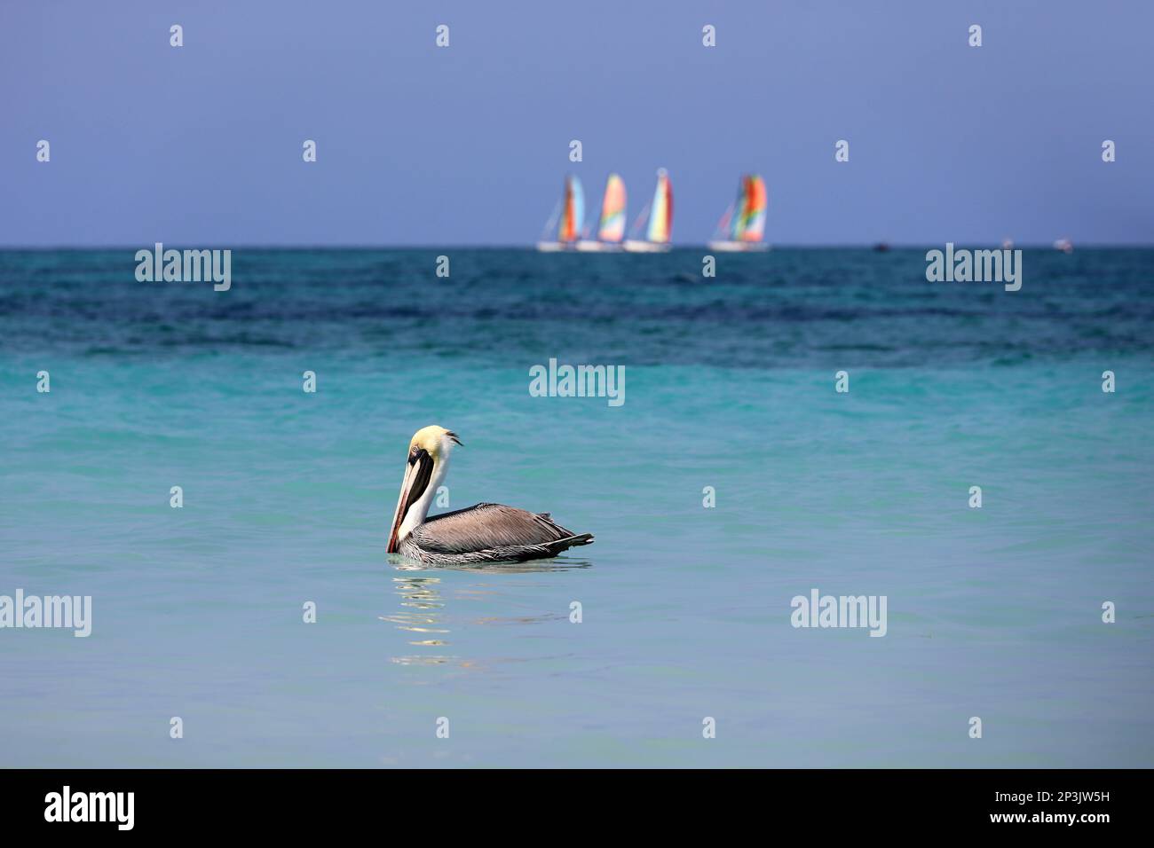 Pelikane schwimmen im Atlantischen Ozean auf Segelbooten im Hintergrund. Wilder Vogel auf blauen Wellen Stockfoto