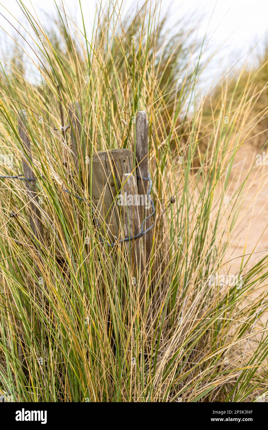 Maramgras in den Sanddünen mit Holz und Drahtzaun, um den vom Wind ausgeblasenen Sand zurückzuhalten Stockfoto