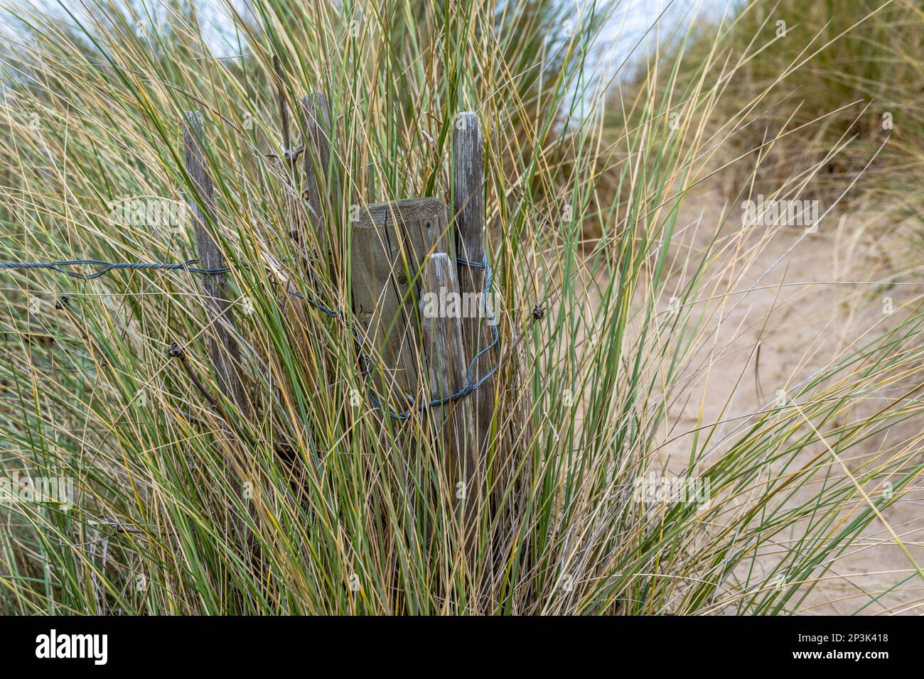 Maramgras in den Sanddünen mit Holz und Drahtzaun, um den vom Wind ausgeblasenen Sand zurückzuhalten Stockfoto