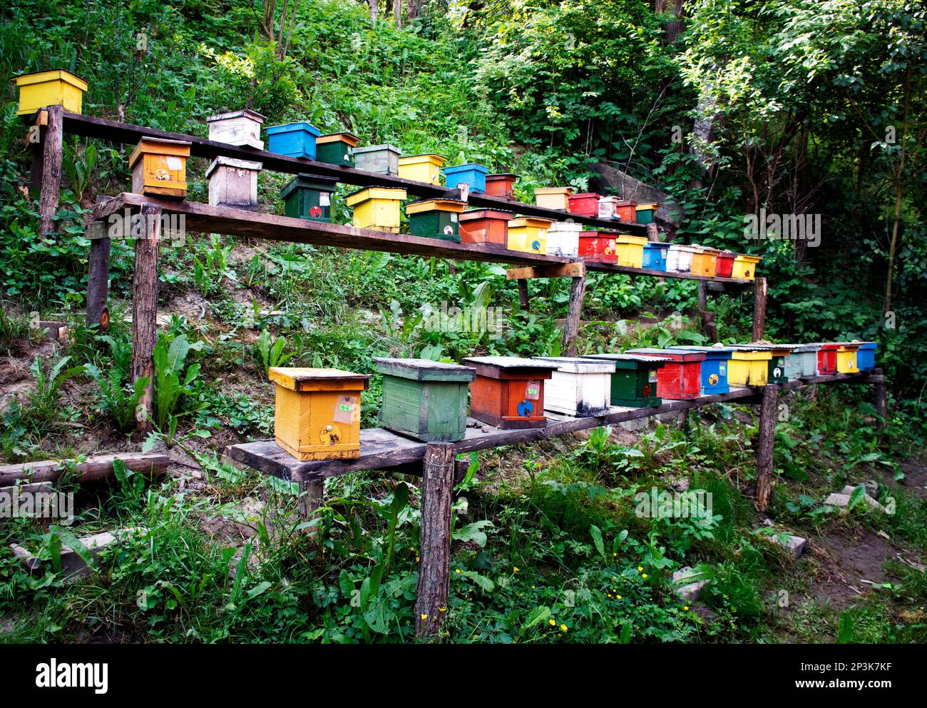 Naturhintergrundlage bunt gefärbter Bienenstöcke Stockfoto