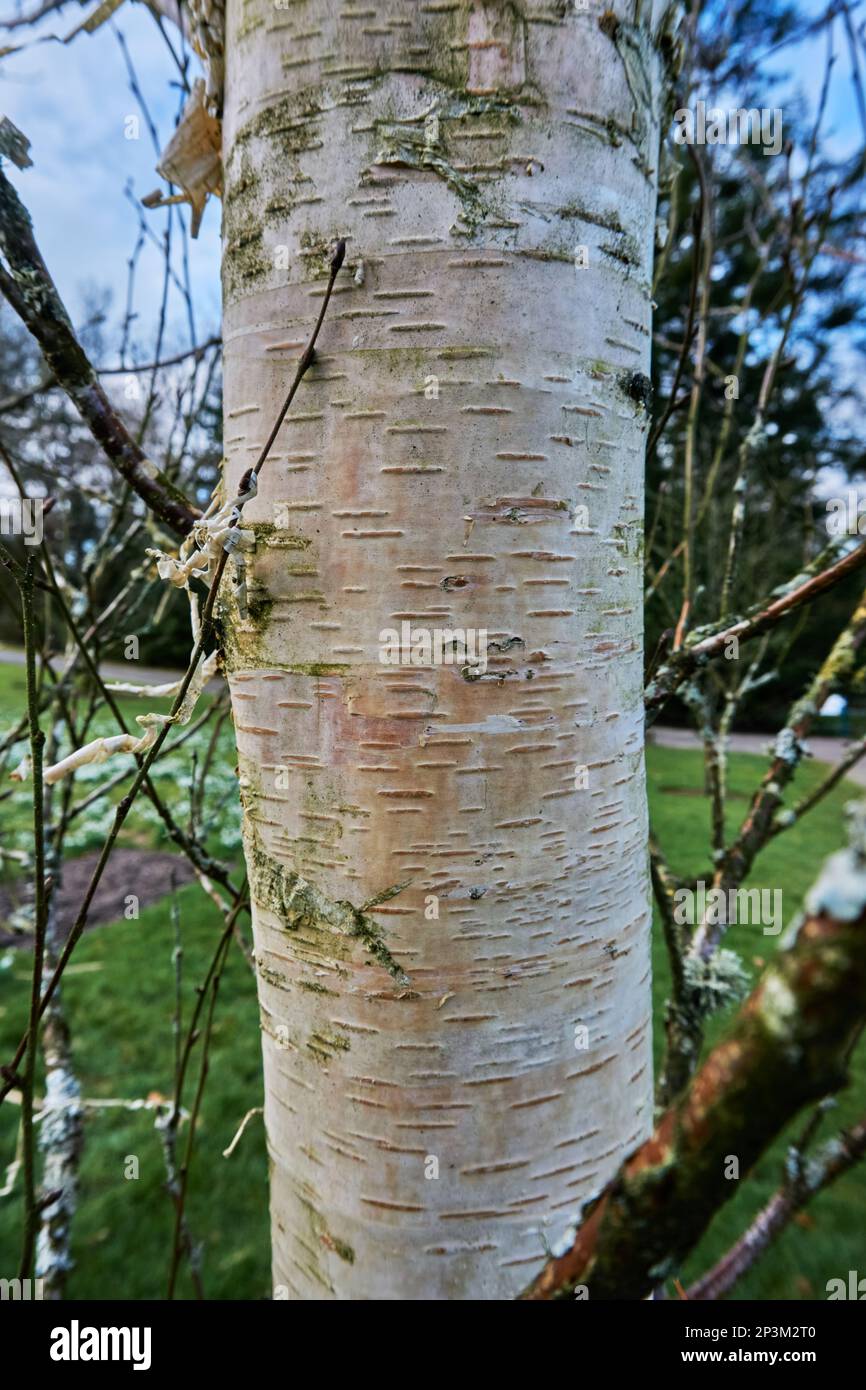 Die cremige weiße Rinde von Ermans Birkenbaum Betula ermanii. Stockfoto