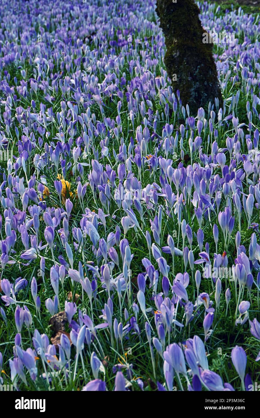 Fliederkrokusse, die in einem Garten unter Obstbäumen blühen. Stockfoto