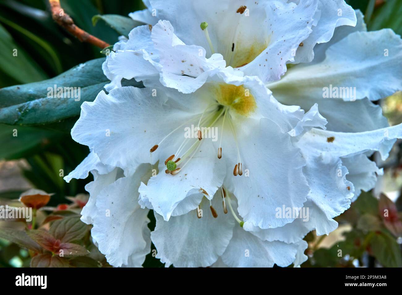 Große weiße duftende Blüten des Strauchs Rhododendron veitchianum. Stockfoto