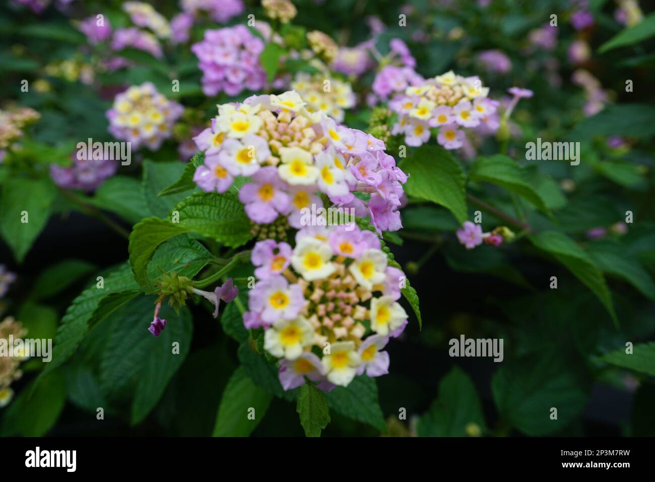 Lantana montevidensis ist ein kleiner, stark duftender, tiefer Strauß mit ovalen grünen Blättern. Mit Stütze hat er eine steigende Rebenform, wenn er eingeschaltet ist Stockfoto