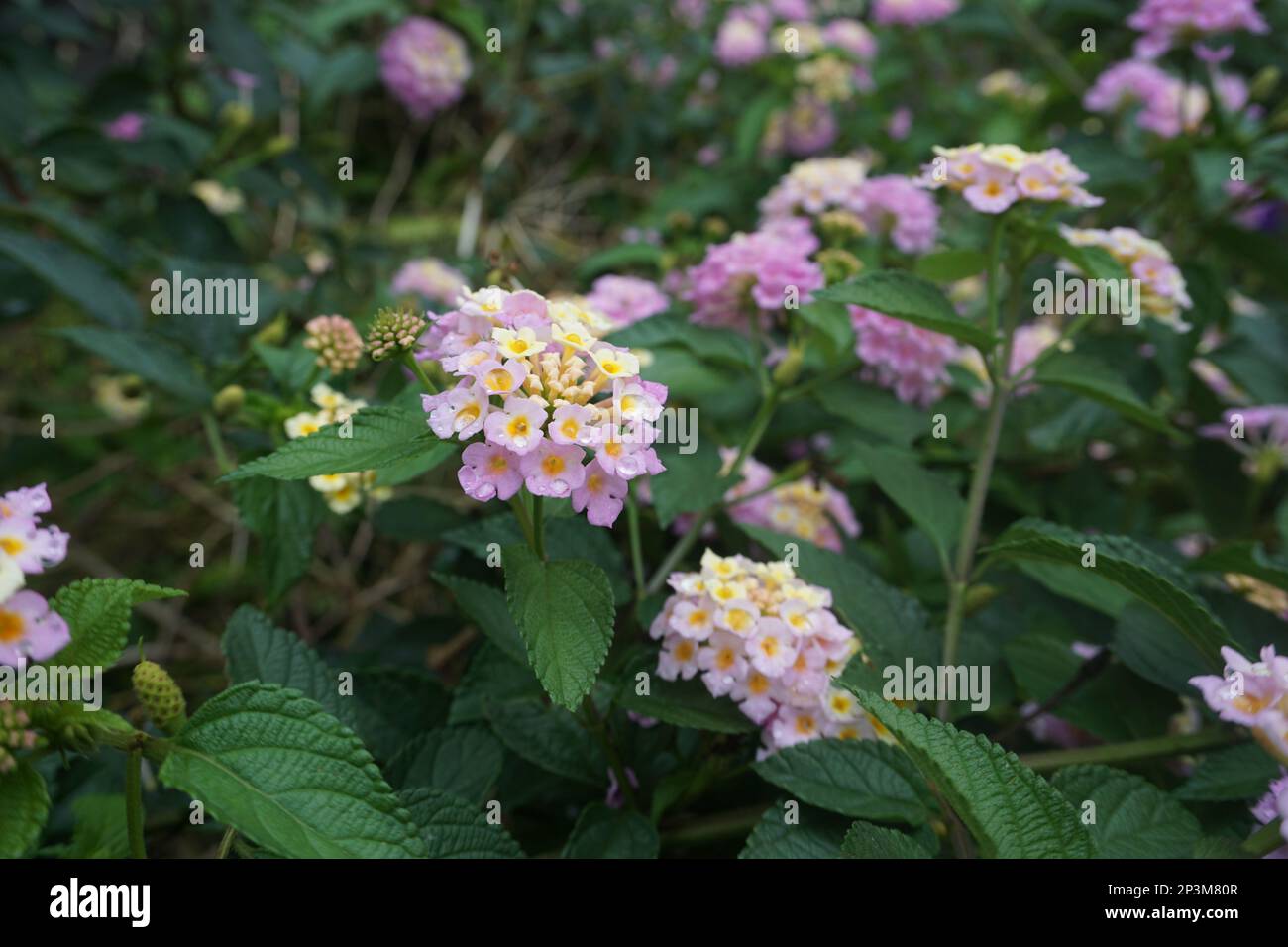 Lantana montevidensis ist ein kleiner, stark duftender, tiefer Strauß mit ovalen grünen Blättern. Mit Stütze hat er eine steigende Rebenform, wenn er eingeschaltet ist Stockfoto