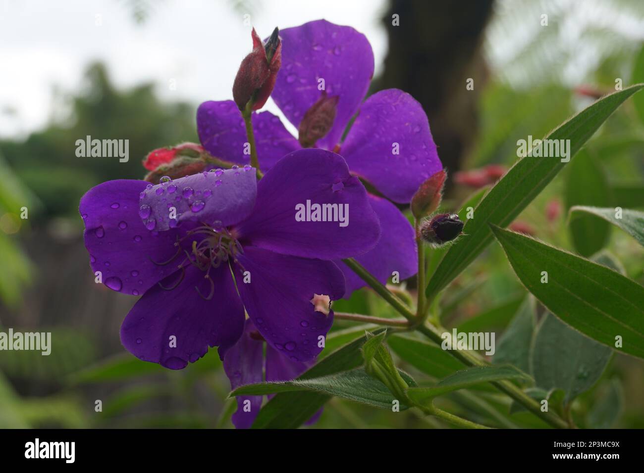 Pleroma heteromallum ist eine Mischung aus mehreren violetten Blüten mit fünf Blütenblättern. Der verzweigte Stamm ist holzig und die großen silbernen grünen Blätter sind schlammig Stockfoto