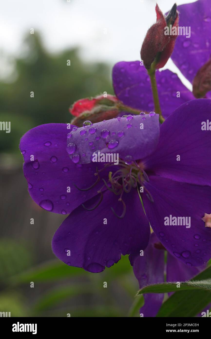 Pleroma heteromallum ist eine Mischung aus mehreren violetten Blüten mit fünf Blütenblättern. Der verzweigte Stamm ist holzig und die großen silbernen grünen Blätter sind schlammig Stockfoto
