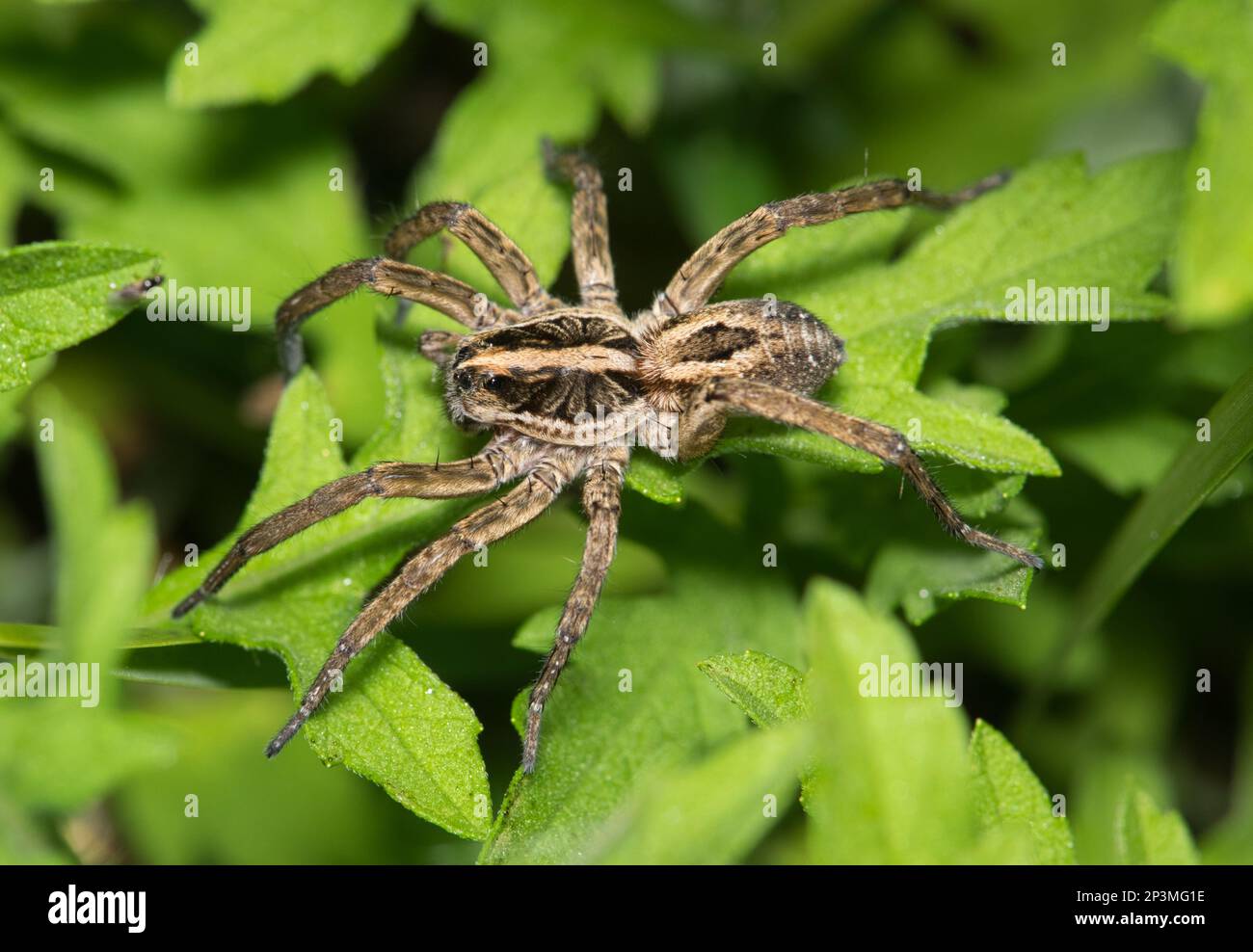 Wolfsspinnen (Schizocosa avida) jagen nachts in grünem Laub nach Beute in Houston, TX. Spezies gibt es in Nordamerika. Stockfoto