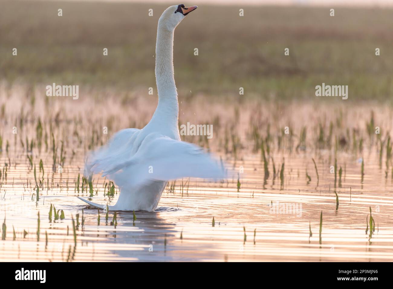 Stummer Schwan (Cygnus-Farbe), der am frühen Morgen im Wasser reflektiert. Elsass, Frankreich. Stockfoto