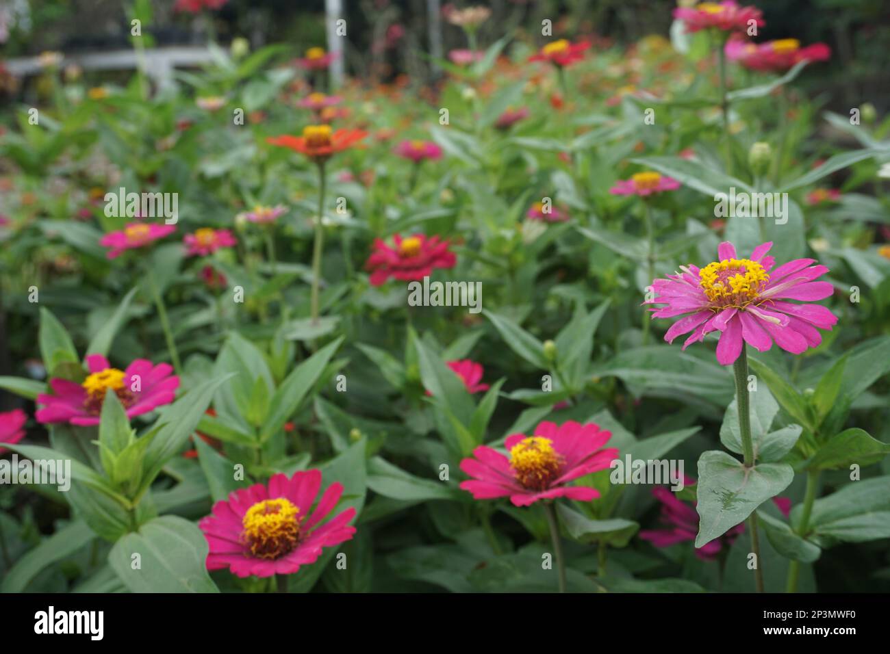 Erigeron Karvinskianus, das mexikanische Fleaban, ist eine blühende Pflanze der Familie Asteraceae, die in Mexiko und Teilen von Centr heimisch ist Stockfoto