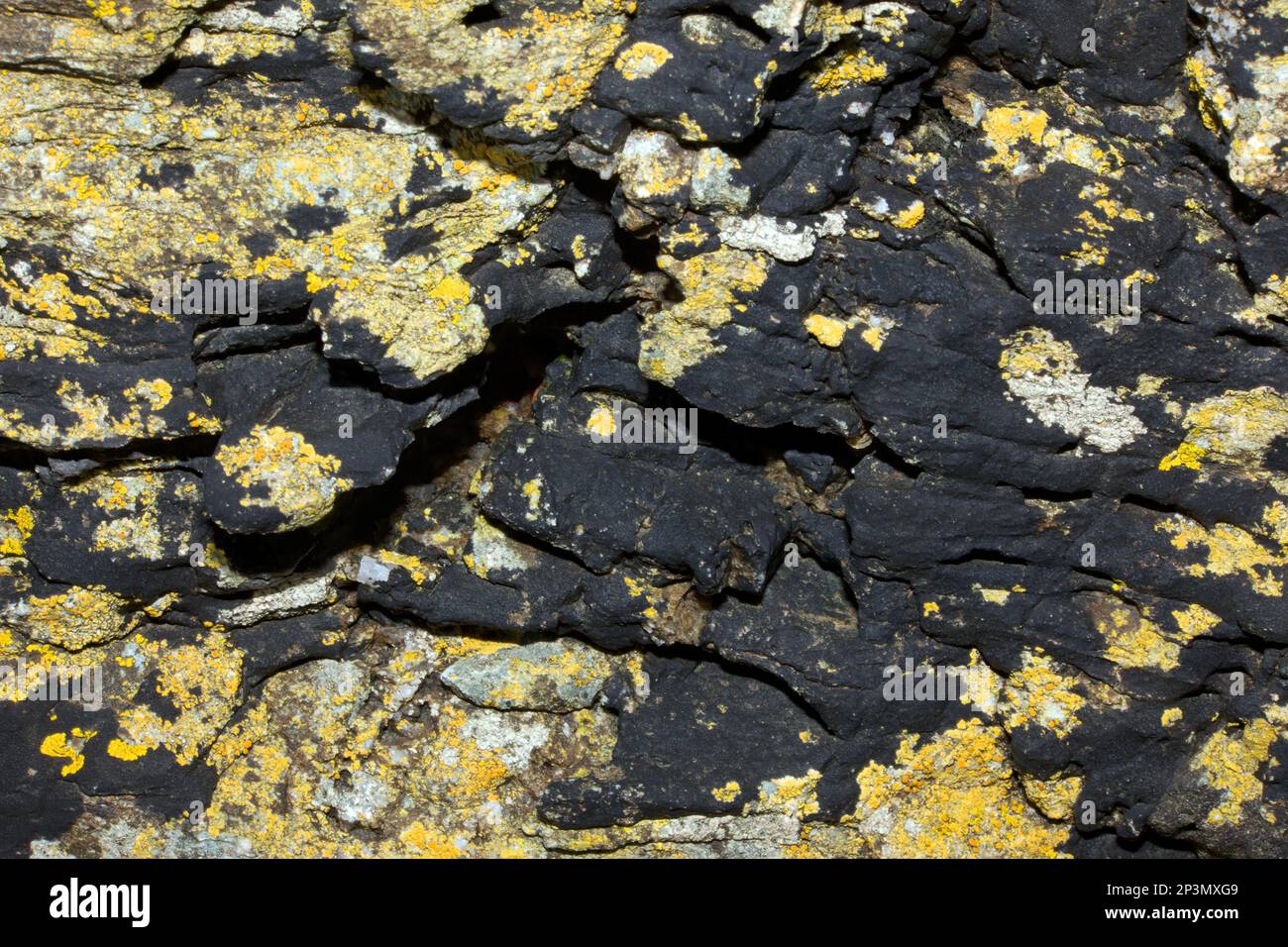 Die schwarze, krustose Lichen Hydropunctaria maura findet sich häufig auf harten Felsen in der Gezeitenzone. Es ist weltweit vertrieben. Stockfoto