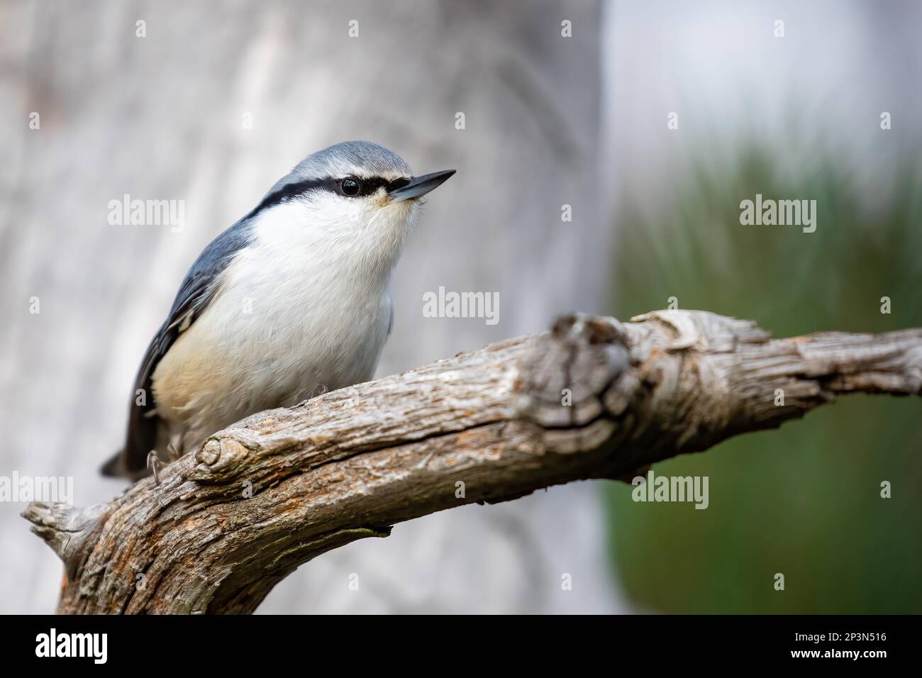 Eurasische Kleiber Stockfoto