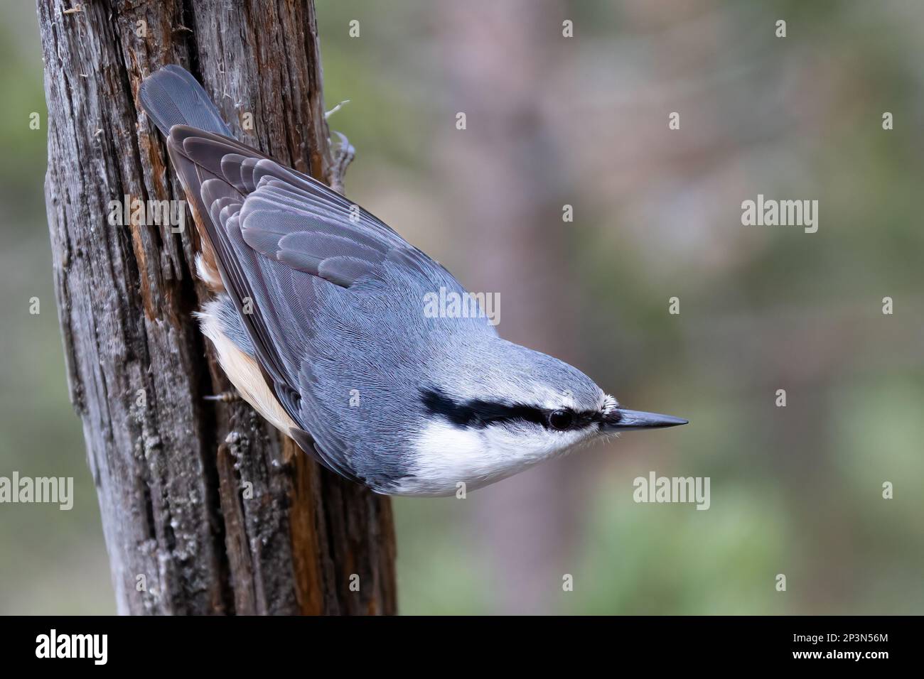 Eurasische Kleiber Stockfoto